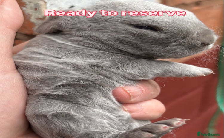 Mini Lop rabbits - Advert 1