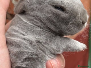 Mini Lop rabbits - Advert 16
