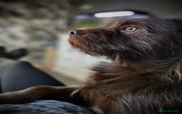 Patterdale Terrier dogs for stud: Brown patterdale male  - Image 3