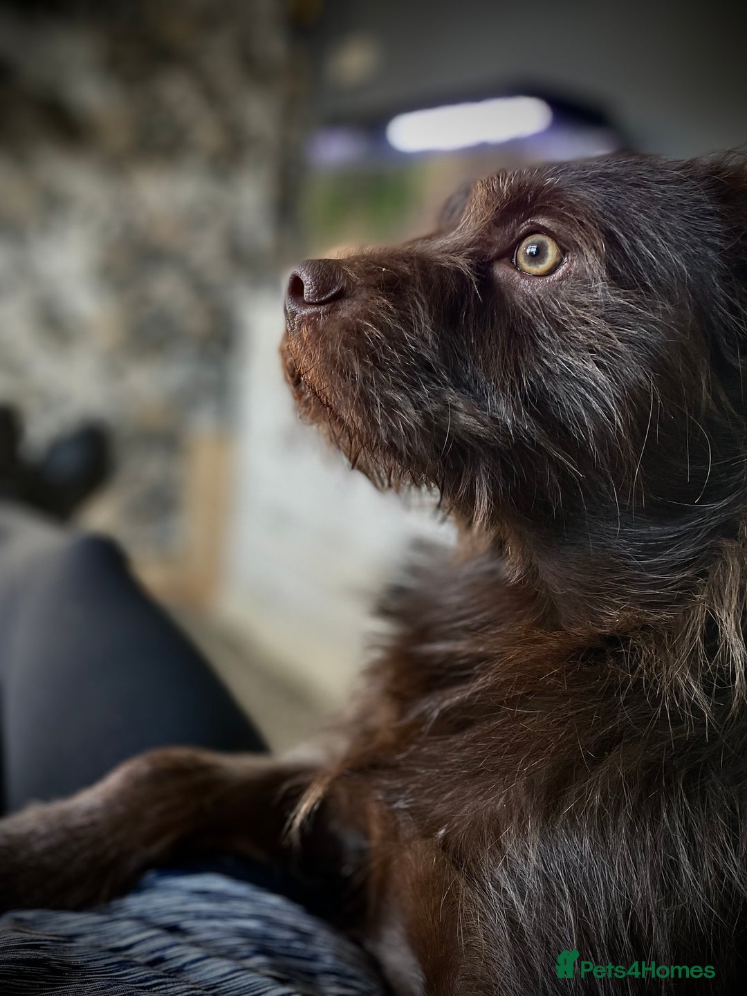 Patterdale Terrier dogs for stud: Brown patterdale male  - Image 3