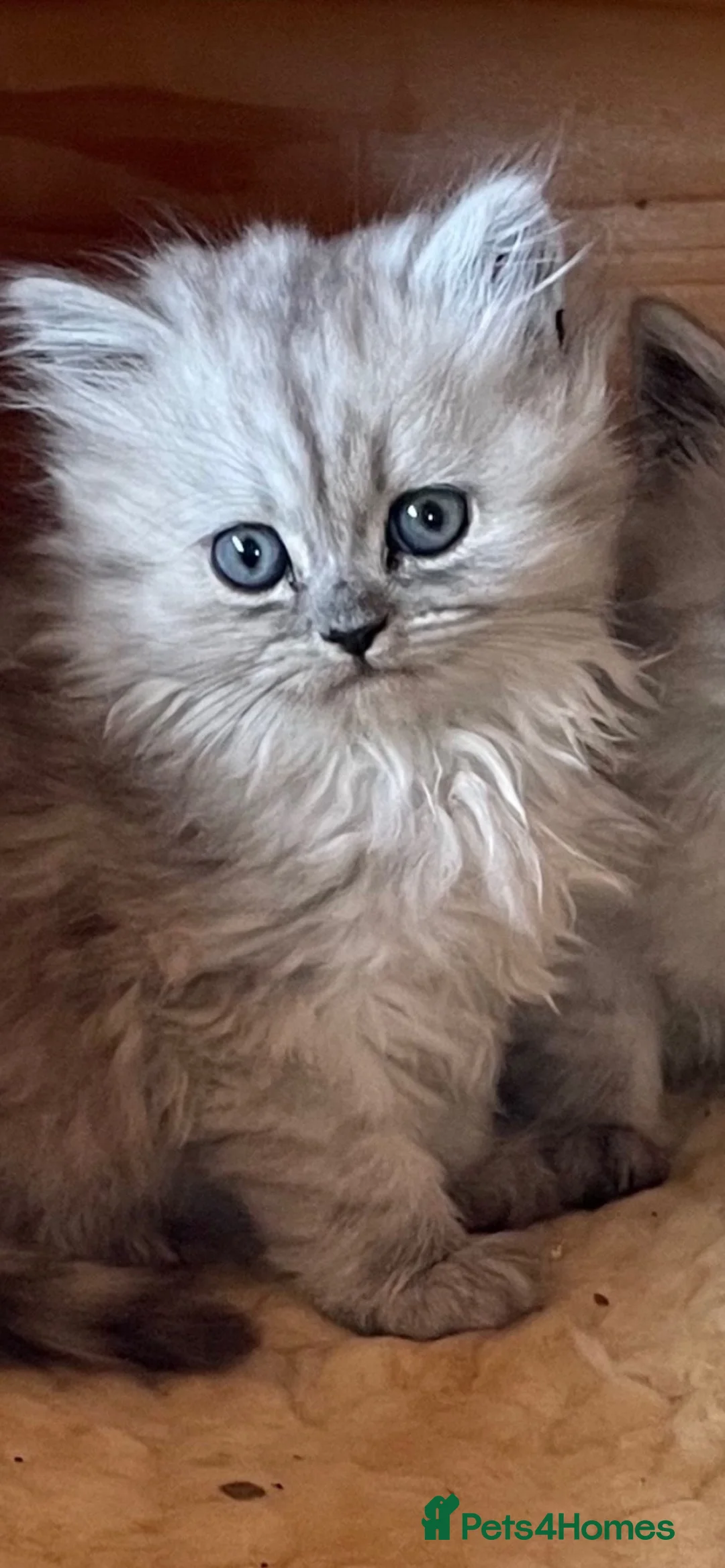 Persian cats for sale: Beautiful Persian Chinchilla Kittens – Ready Now - Advert 2