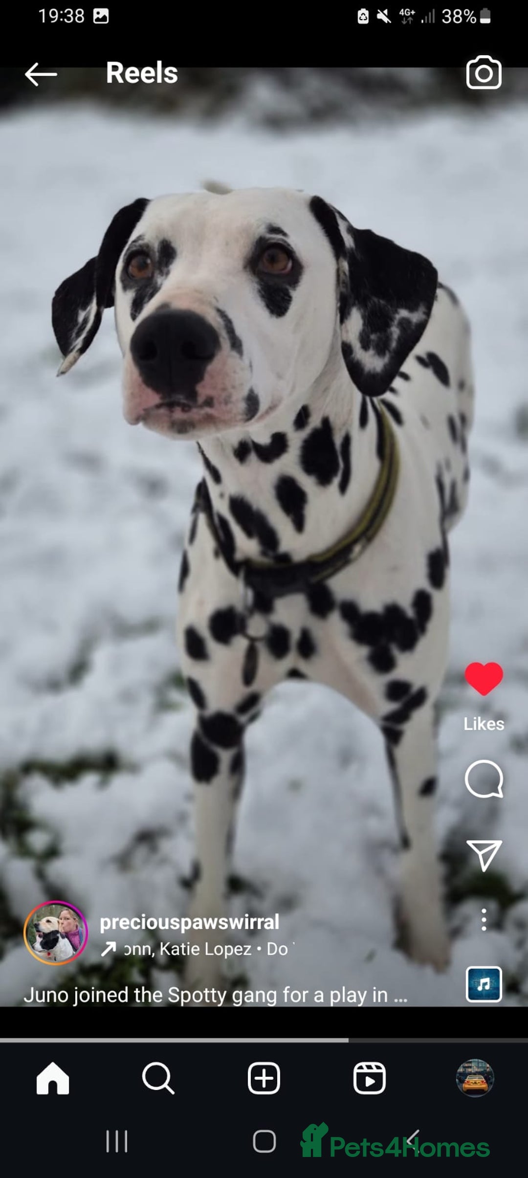 Dalmatian dogs for sale: Ready now - Champion Boys in the making!! - Advert 12