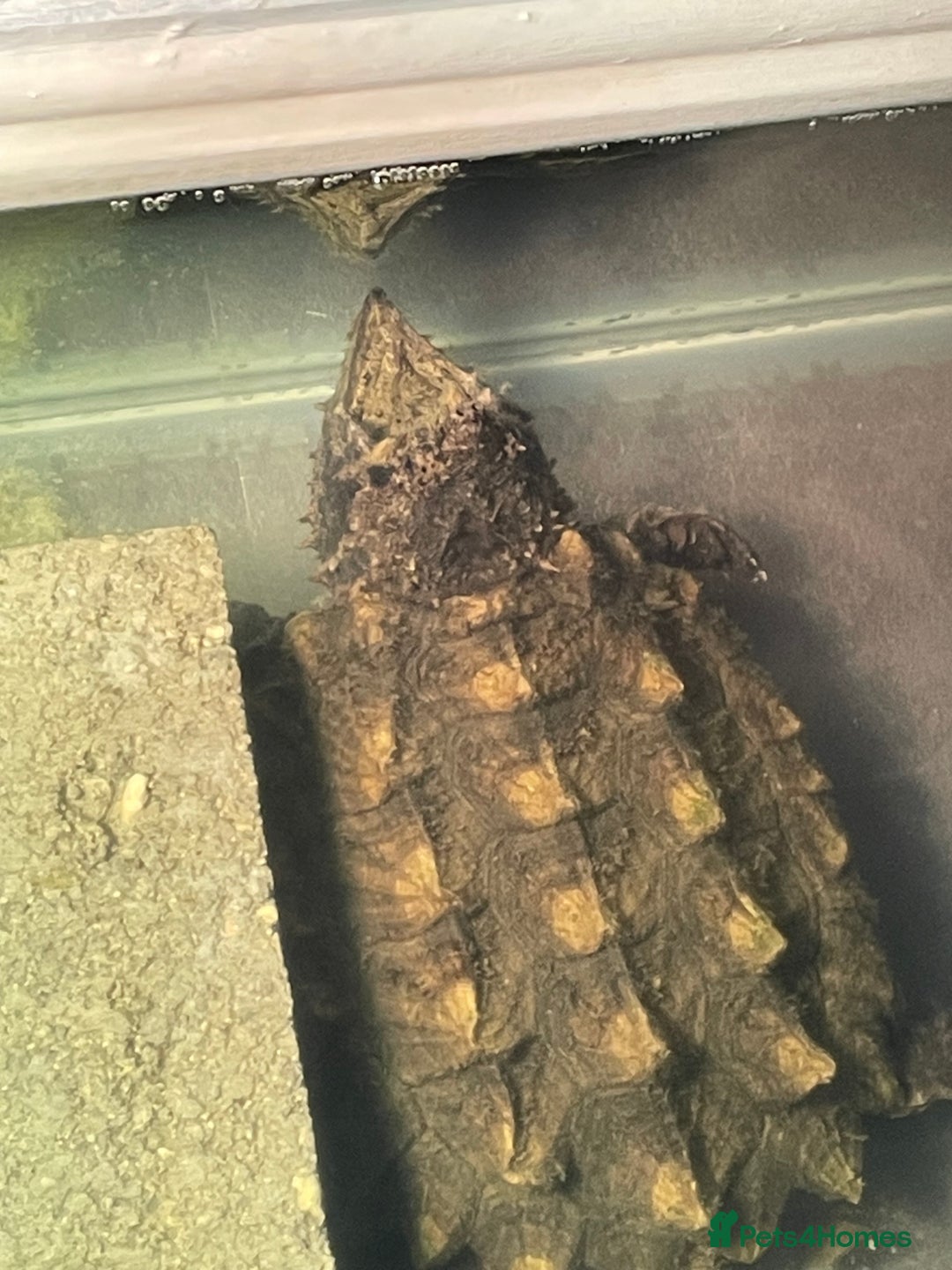 Turtle reptiles for sale: Male alligator snapping turtle - Image 5