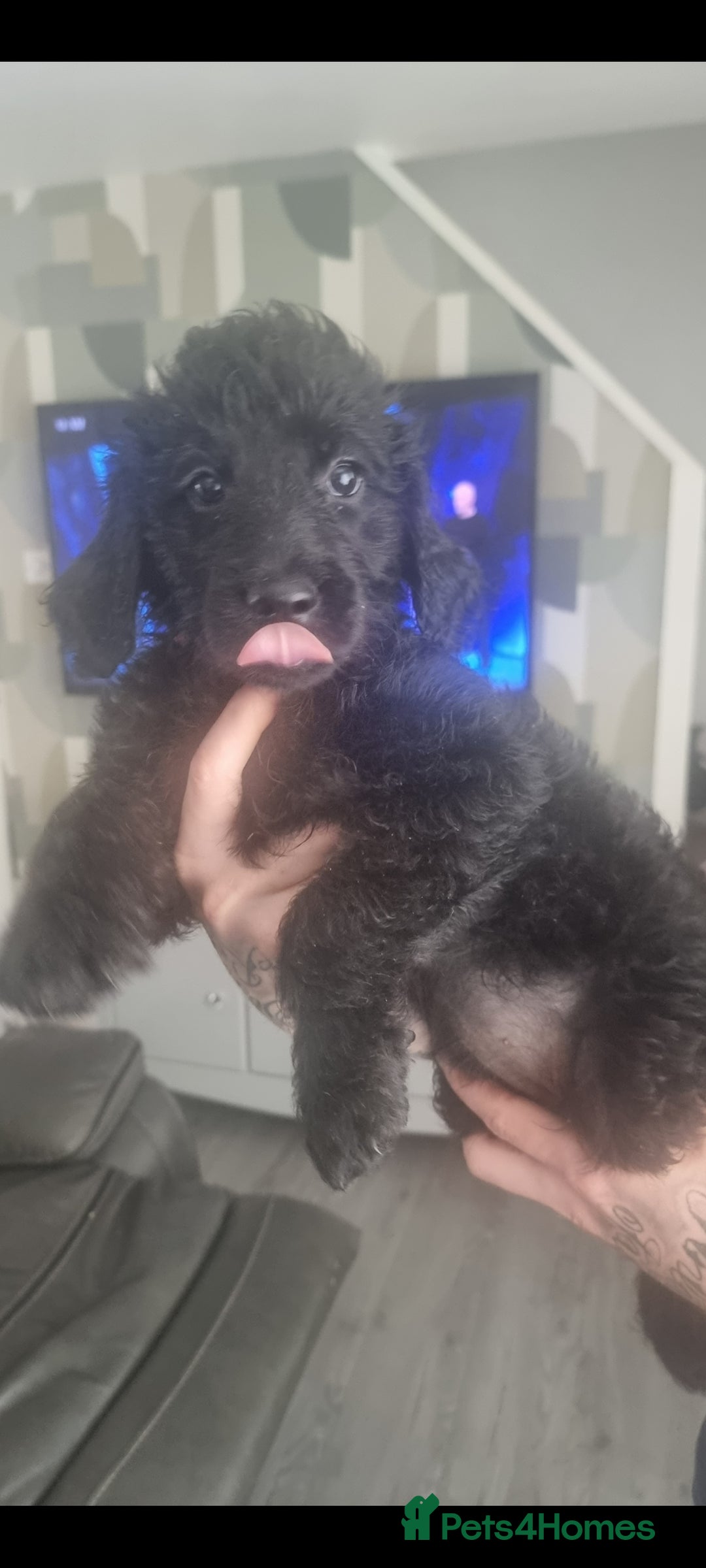 Goldendoodle dogs for sale: 🐾READY TO LEAVE🐾Standard goldendoodle - Image 21