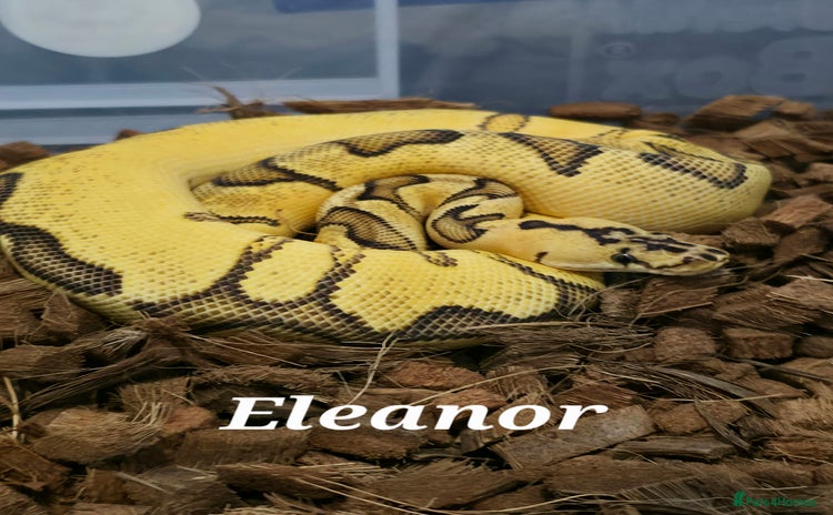 Python Snake reptiles - Advert 1