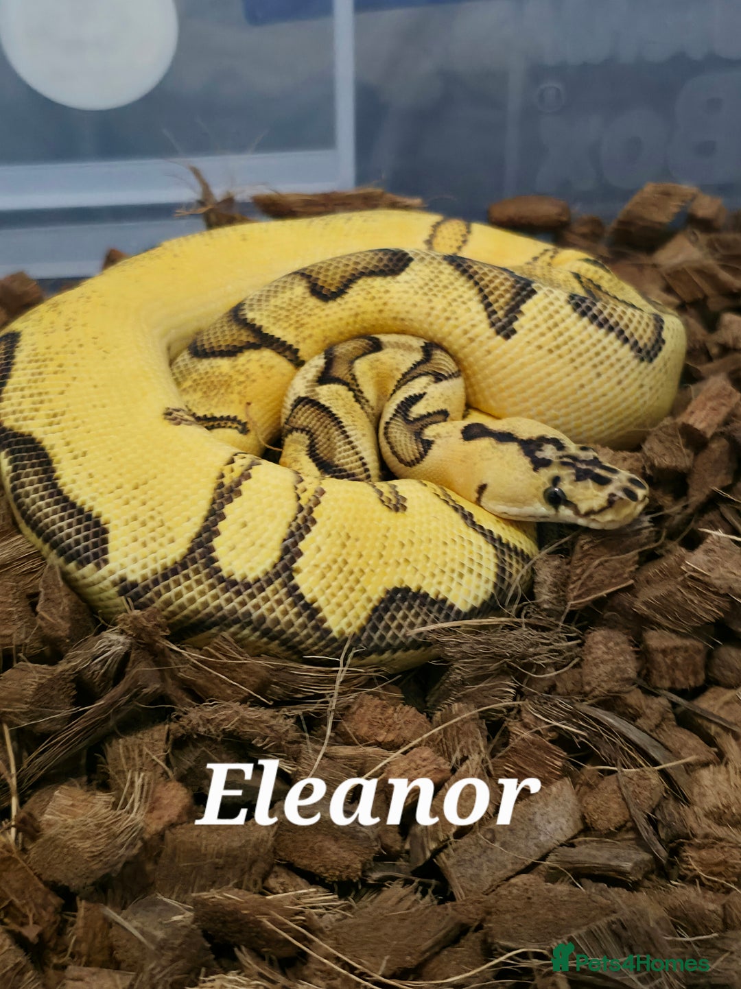 Python Snake reptiles for sale: Royal pythons for sale - Image 1