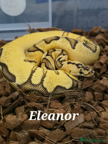 Python Snake reptiles - Advert 1