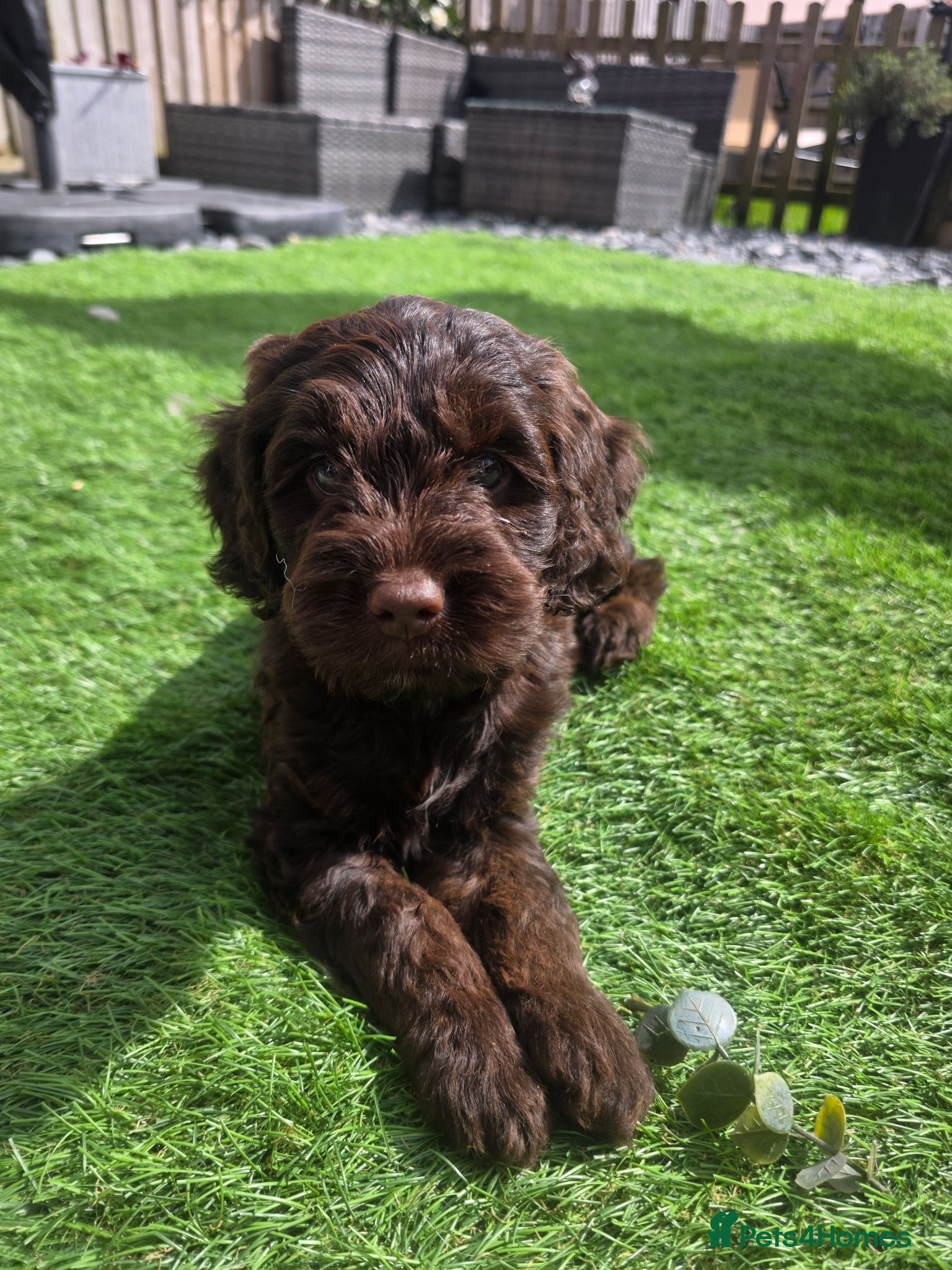 Cockapoo dogs Only 3 left 🍫 Meet Our Chocolate Cockapoos 🍫 - Advert 7