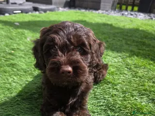 Cockapoo dogs Only 3 left 🍫 Meet Our Chocolate Cockapoos 🍫 - Advert 7