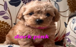 Maltipoo dogs for sale: F1 toy multipoo puppies - Image 4