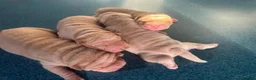 Shar Pei dogs for sale: FULL-Chinese Sharpei  - Advert 5