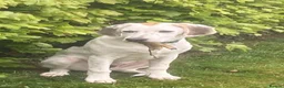 Mixed Breed dogs for sale: Foxhound - 8 Months - Male in Lisburn - Advert 5