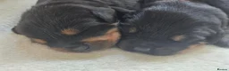 Rottweiler dogs for sale: 3 adorable rottweiler girls  - Advert 5