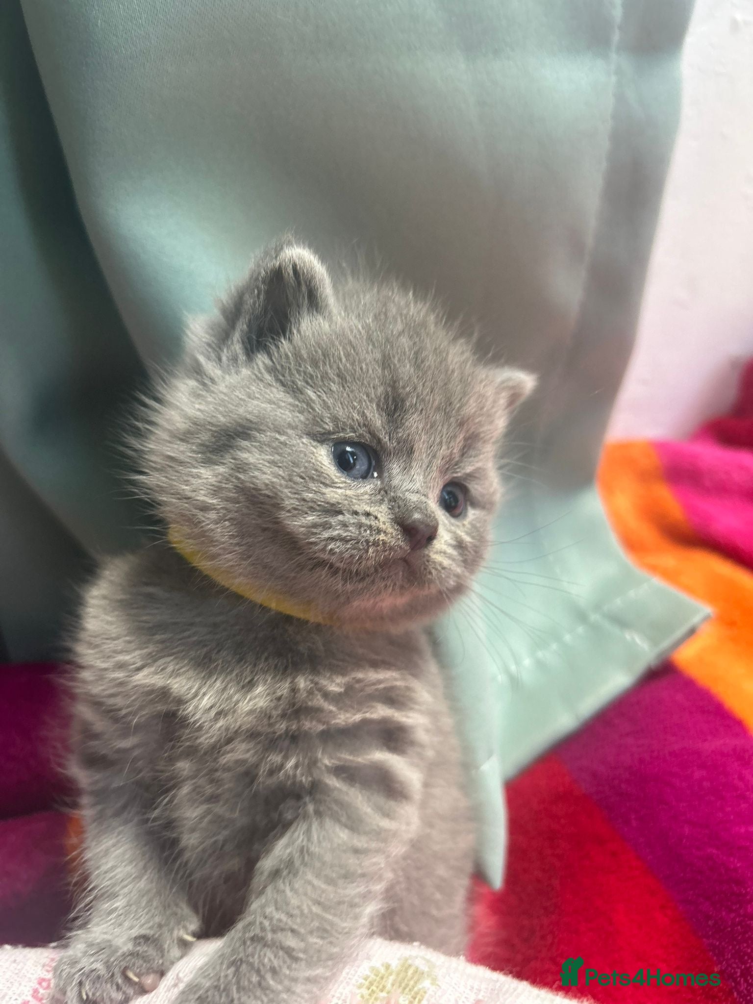 British Shorthair cats British Shorthair kittens to sell - Advert 6