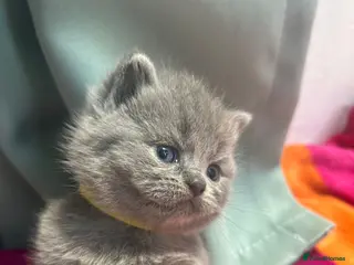 British Shorthair cats British Shorthair kittens to sell - Advert 1