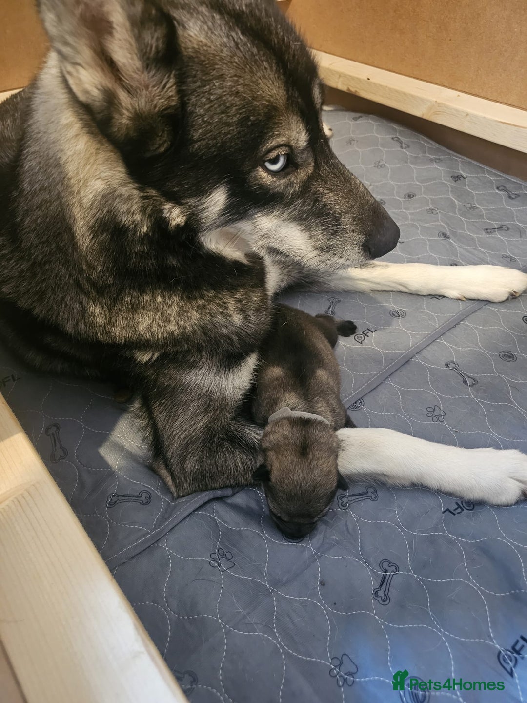Utonagan dogs for sale: Utonagan Puppies for Sale – Born on Halloween! - Advert 13