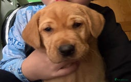 Labrador Retriever dogs for sale: Red fox labradors - Image 5
