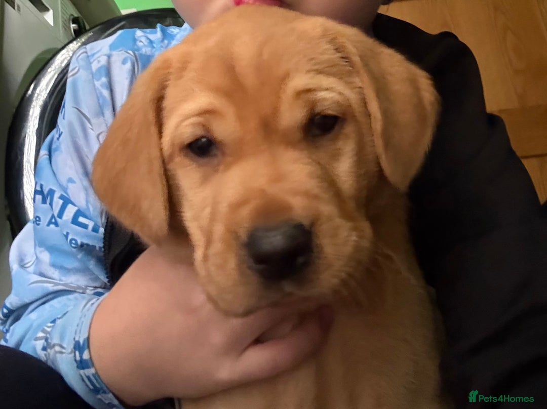 Labrador Retriever dogs for sale: Red fox labradors - Image 5