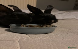 Mini Lop rabbits for sale: Two Mini Lop Bunnies  - Advert 1