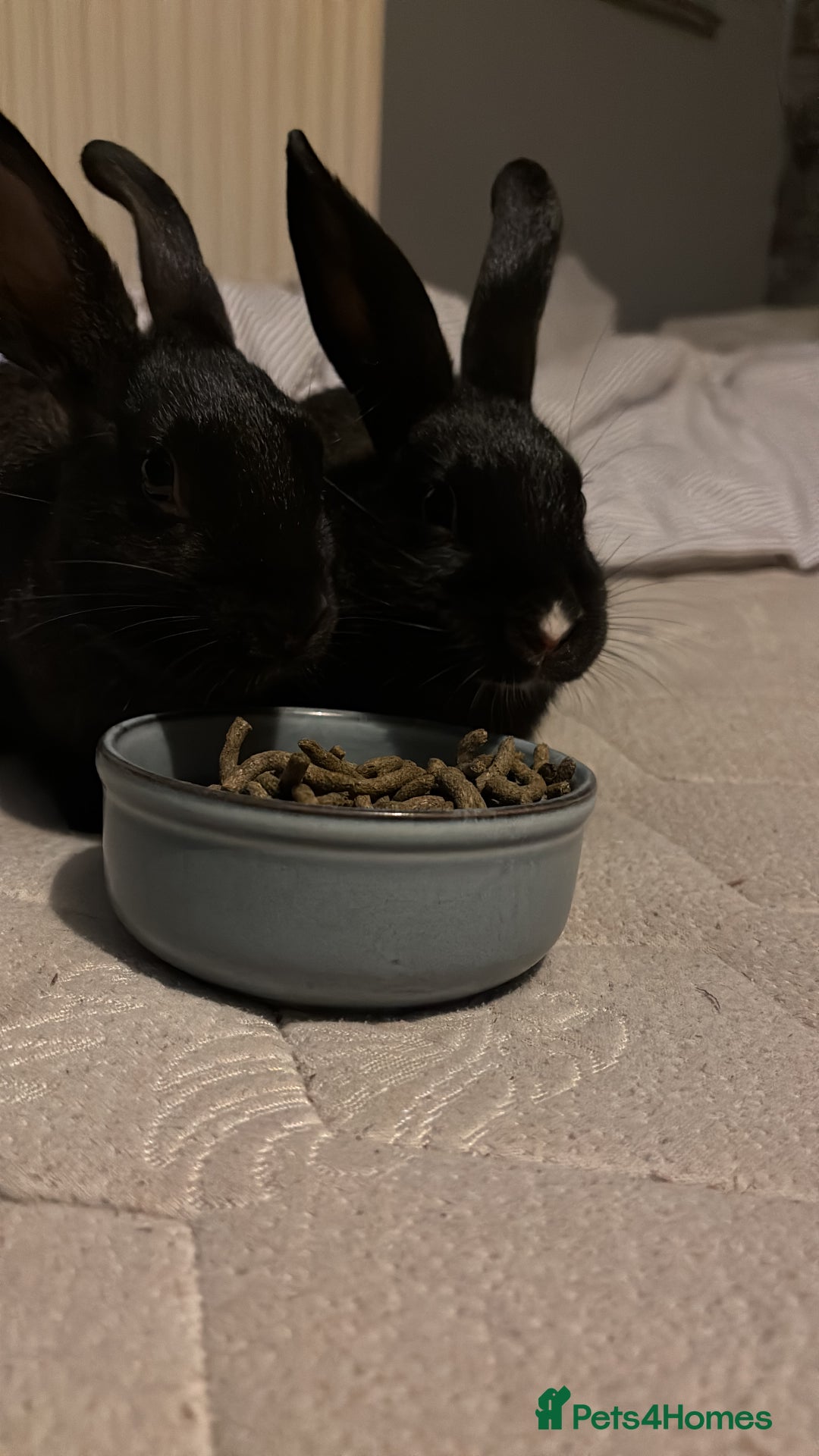 Mini Lop rabbits for sale: Two Mini Lop Bunnies  - Advert 1