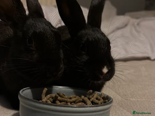Mini Lop rabbits Two Mini Lop Bunnies - Advert 2