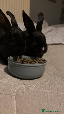 Mini Lop rabbits Two Mini Lop Bunnies - Advert 1