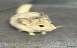 Chinchilla rodents for sale: Beautiful & Friendly Baby Chinchillas  - Image 9