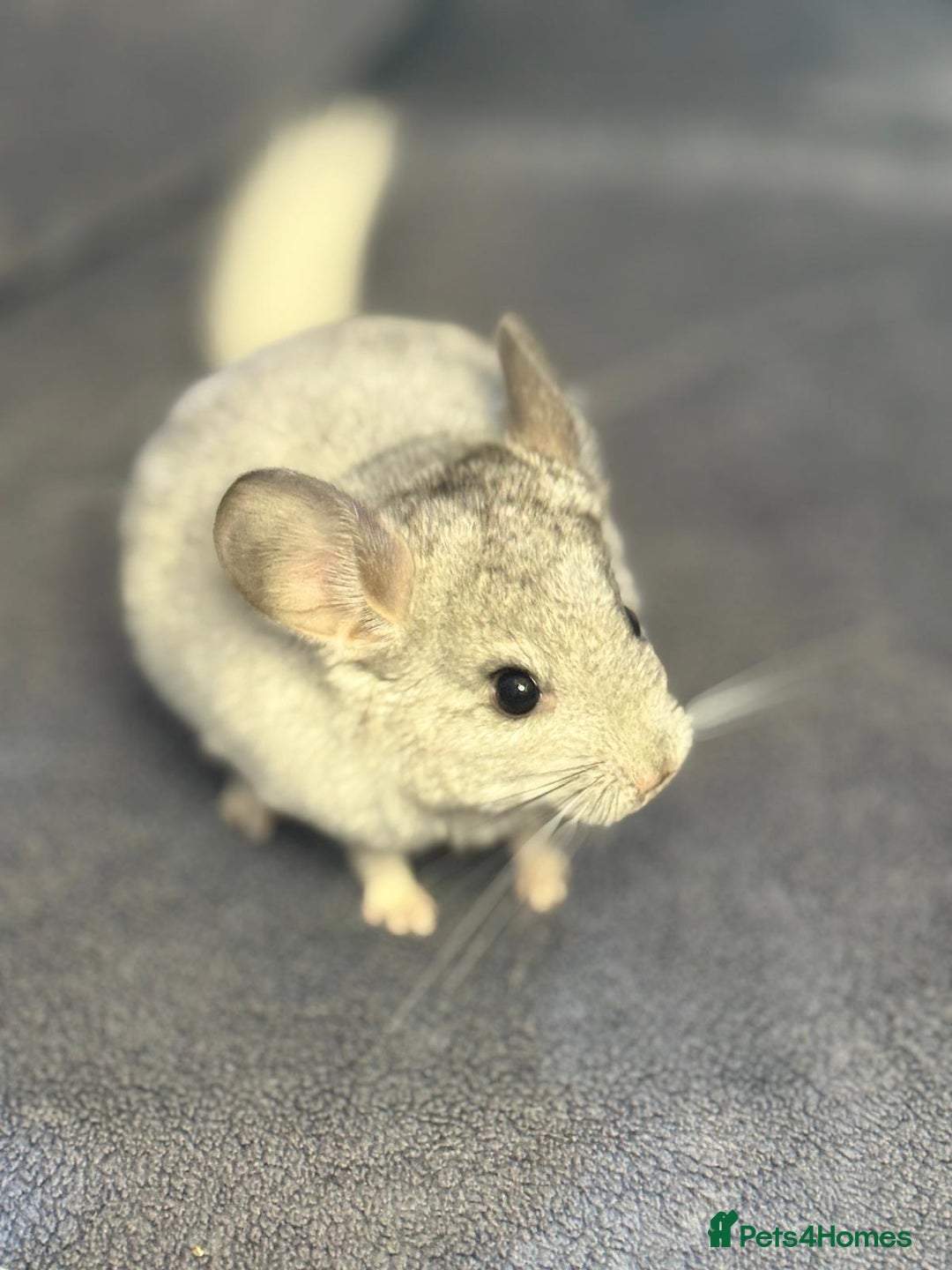 Chinchilla rodents for sale: Beautiful & Friendly Baby Chinchillas  - Image 9