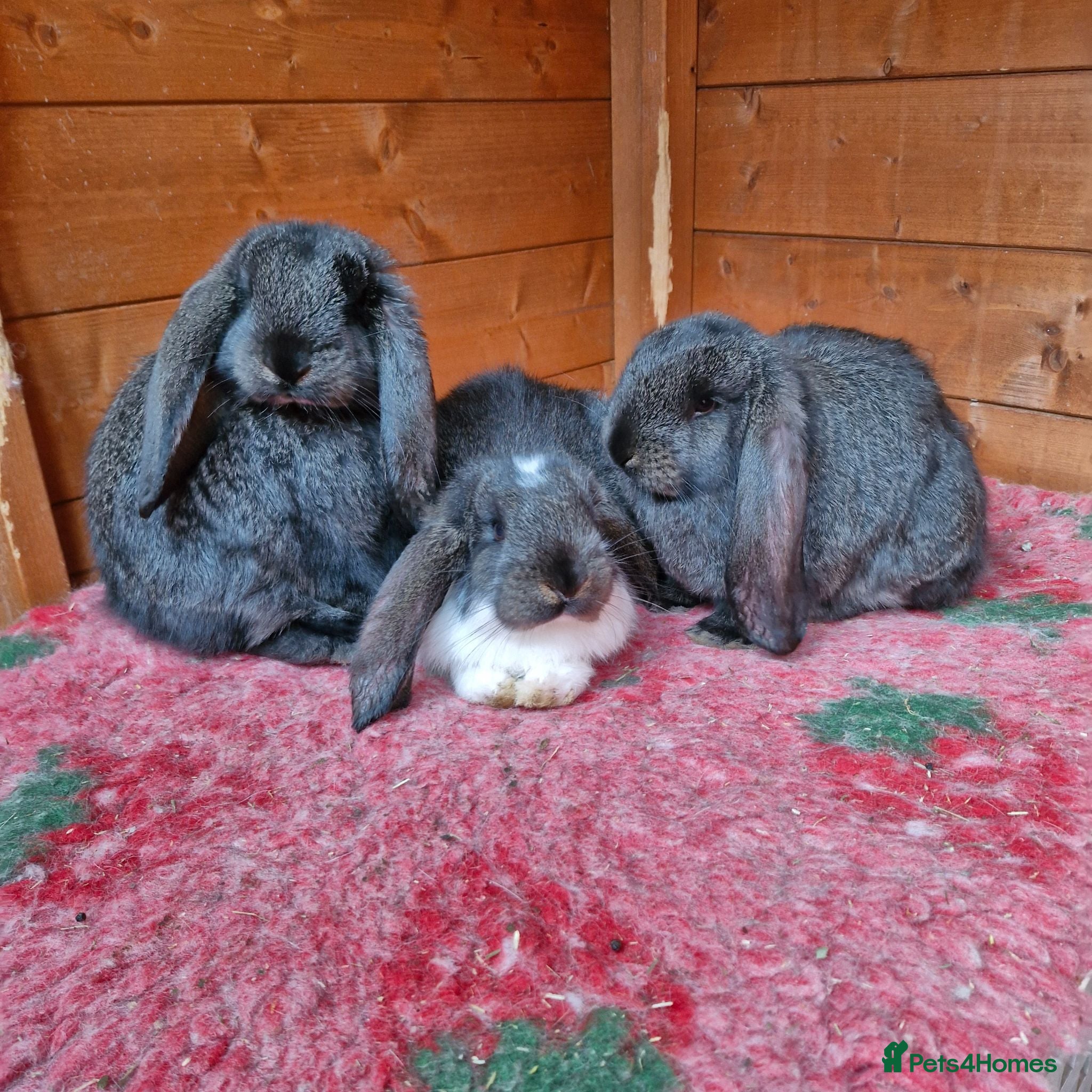 French Lop rabbits Selling 4 lovely pure French lop kits  - Advert 13