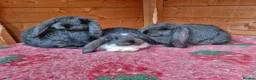 French Lop rabbits for sale: Selling 4 lovely pure French lop kits  - Advert 1