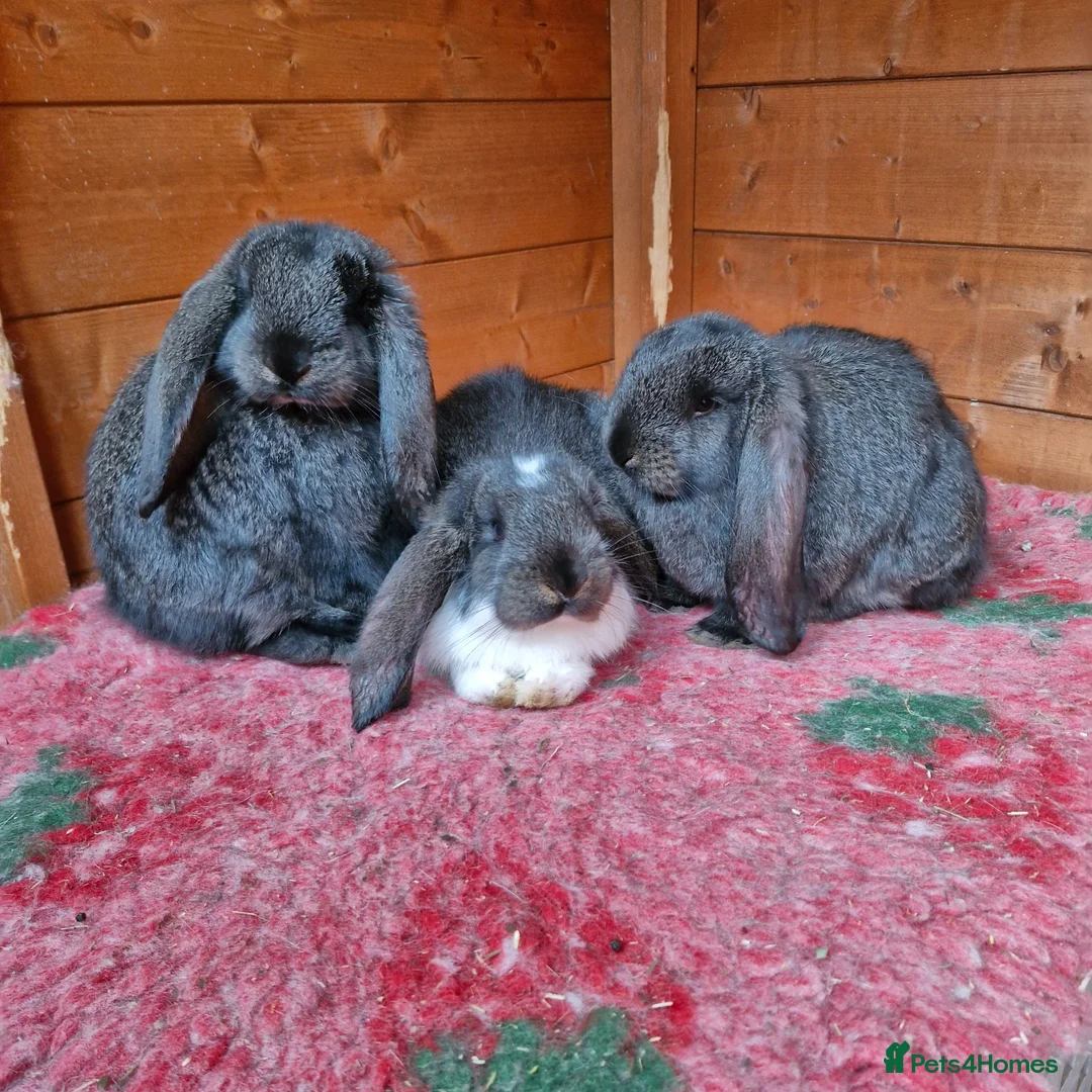 French Lop rabbits for sale: Selling 4 lovely pure French lop kits  - Advert 1