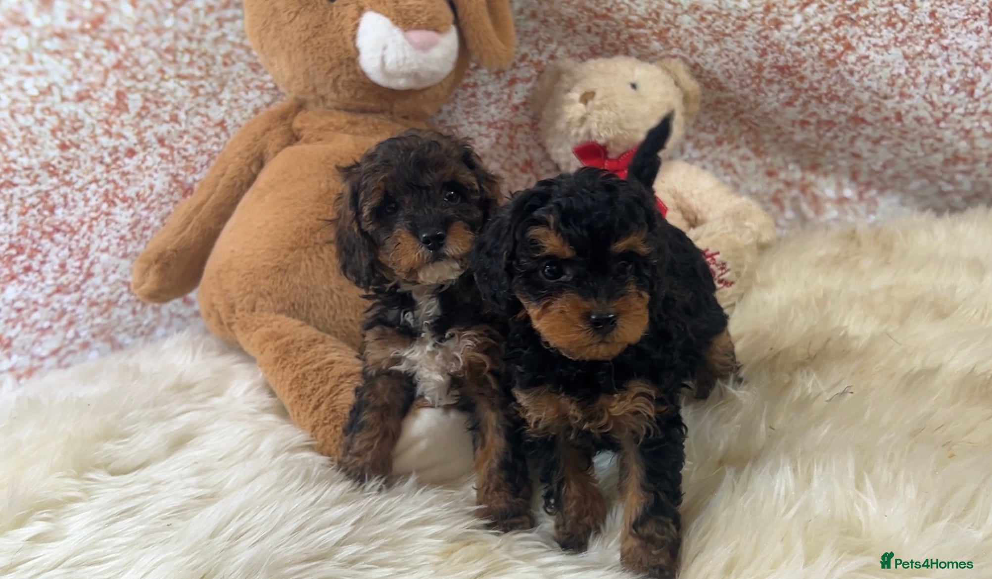 Cavapoo dogs Stunning cavapoo puppies - Advert 13