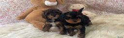 Cavapoo dogs for sale: Stunning cavapoo puppies - Advert 2