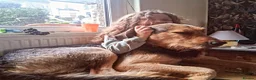 Mixed Breed dogs for stud: ANGUS STUD AVAILABLE Otterhound × Foxhound  46kg - Advert 9