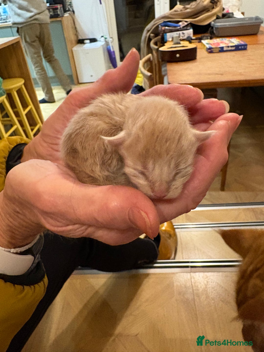 Maine Coon cats for sale: Maine Coon cuties - Advert 14