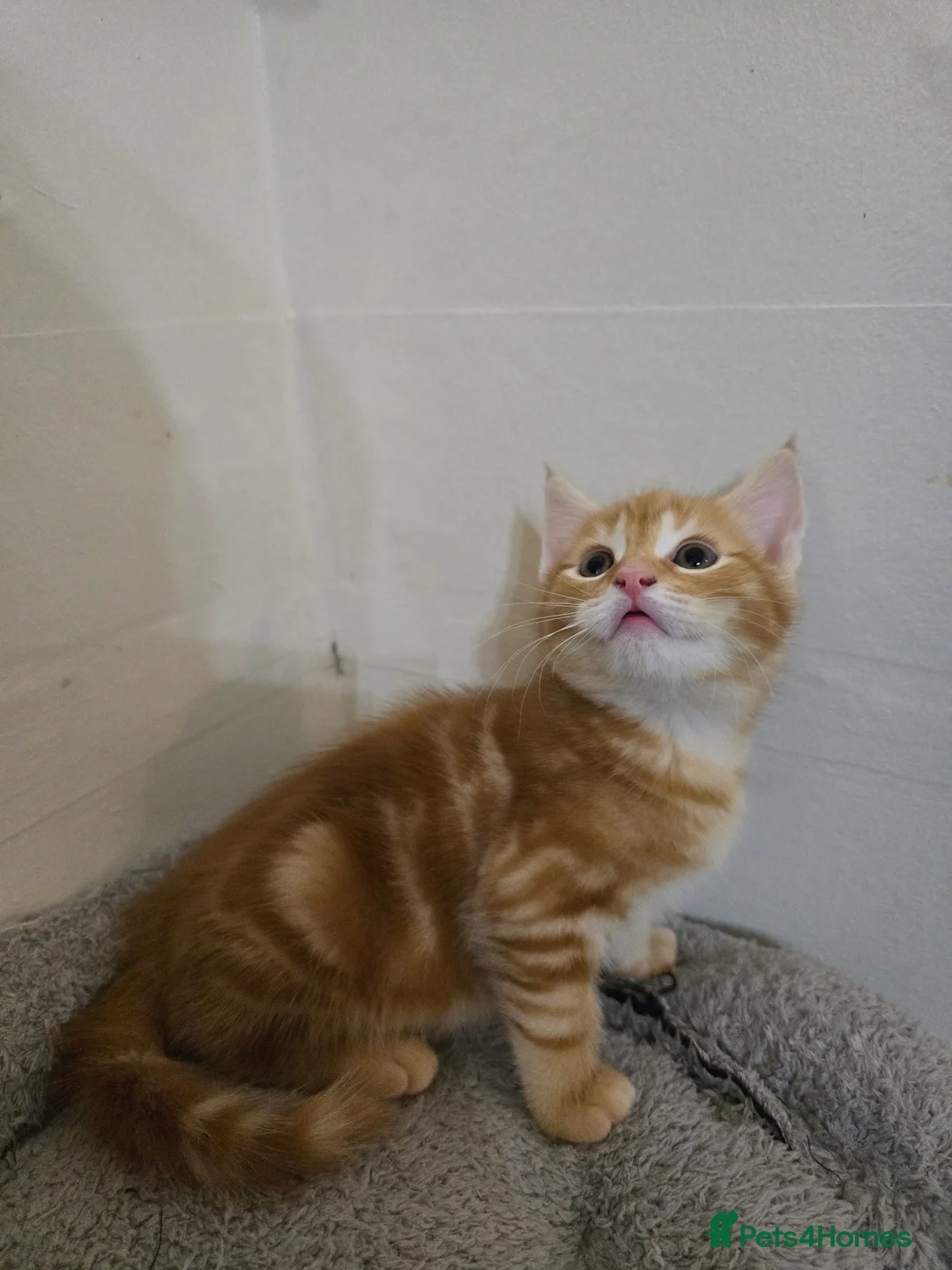 Maine Coon cats for sale: 7 beautiful Maine Coon X - Advert 14