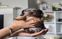 Miniature Dachshund dogs for sale: Miniature dachshunds  - Image 8
