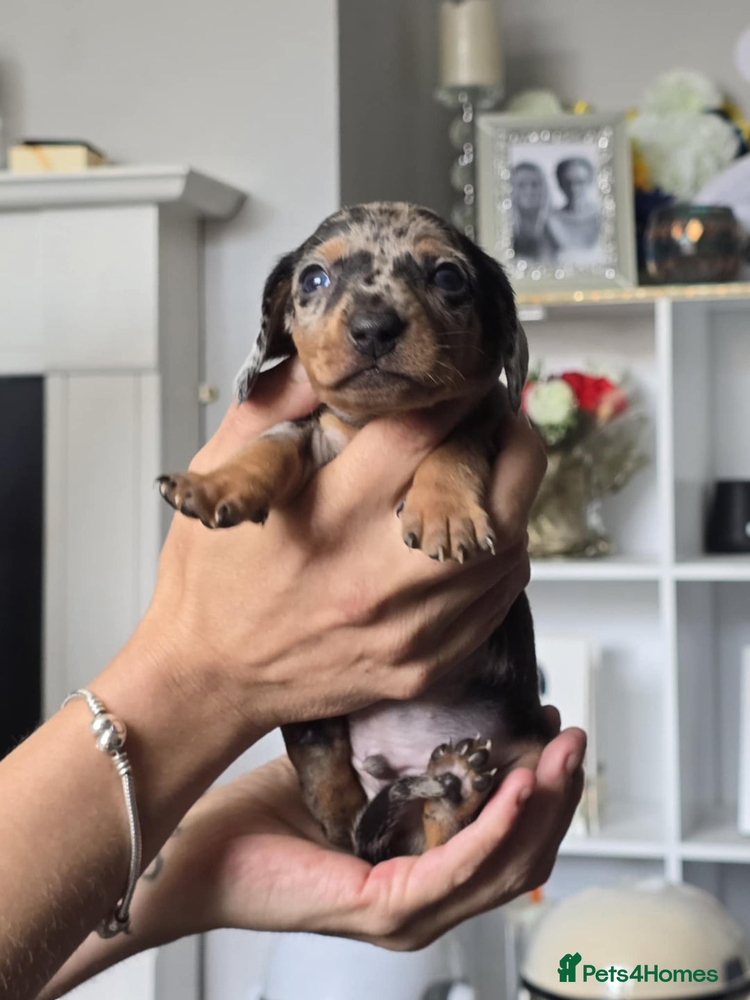 Miniature Dachshund dogs for sale: Miniature dachshunds  - Image 8