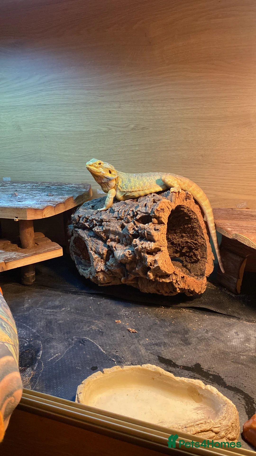 Bearded Dragon reptiles for sale: Stumpy Steve needs a new home  - Advert 6