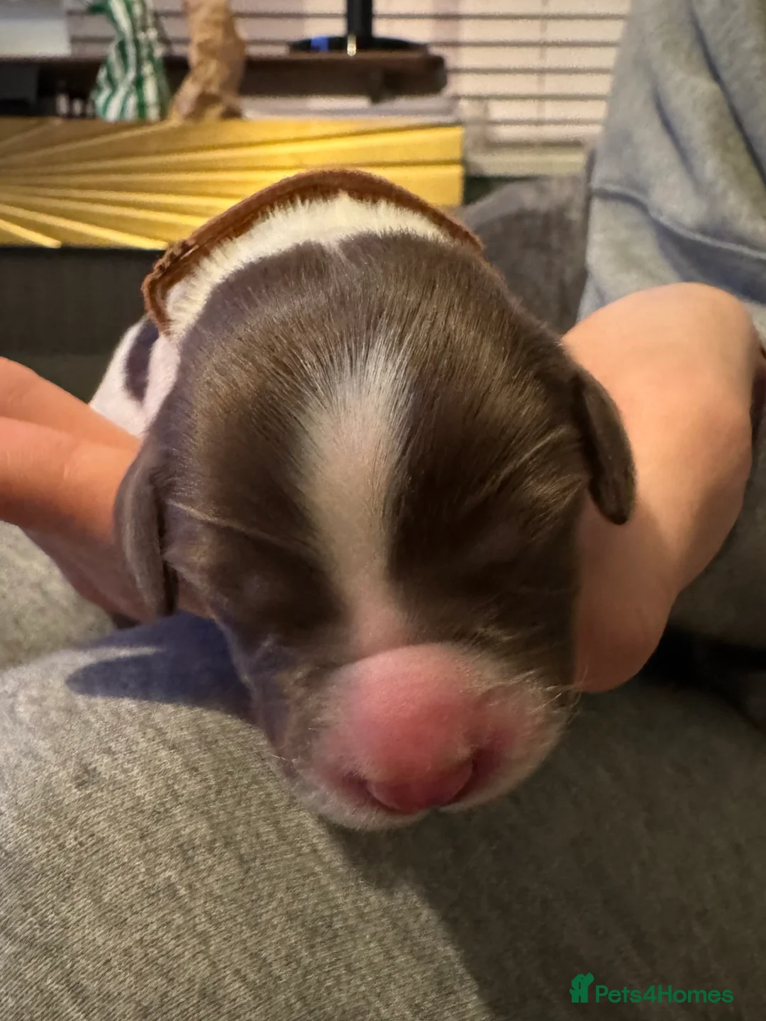 English Springer Spaniel dogs for sale: Adorable KC Registered Springer Spaniel Puppies - Advert 2