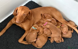 Hungarian Vizsla dogs for sale: KC regarding Hungarian Vizsla puppies - Image 13