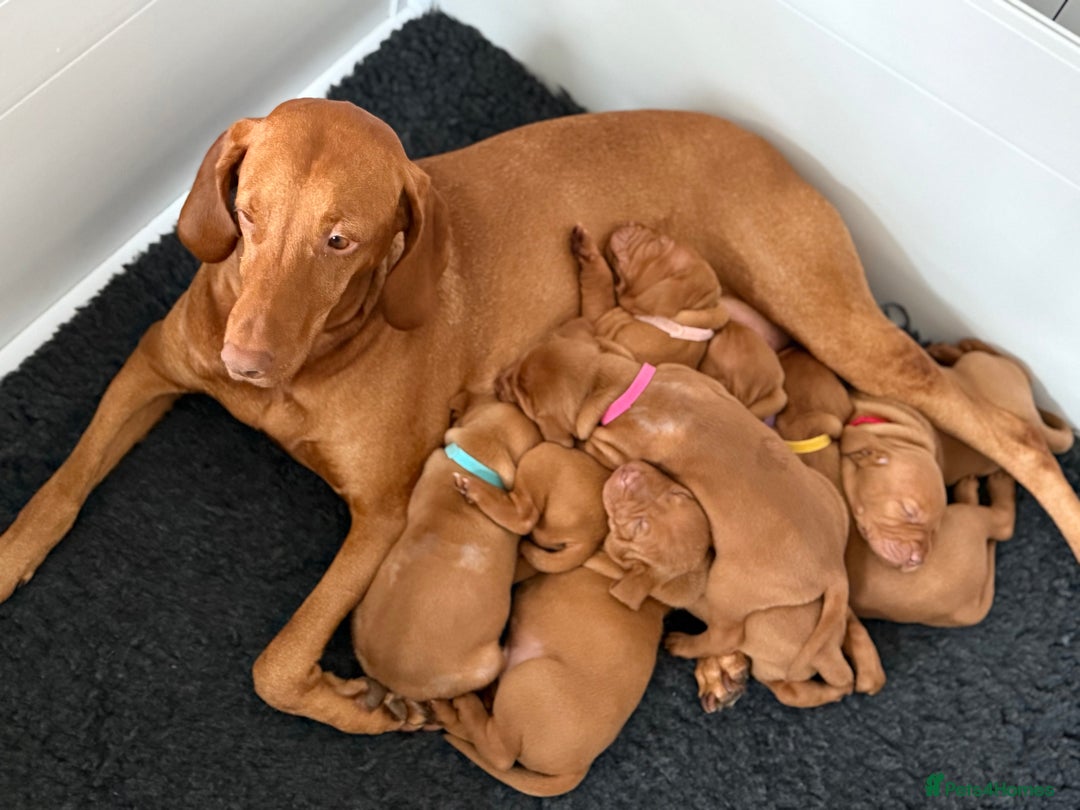 Hungarian Vizsla dogs for sale: KC regarding Hungarian Vizsla puppies - Image 13