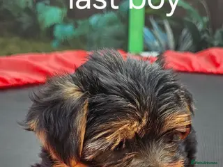 Yorkshire Terrier dogs Yorkshire terrier puppies - Advert 2