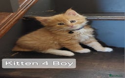 Maine Coon cats for sale: Beautiful Maine Coon x Ragdoll kittens  - Image 4