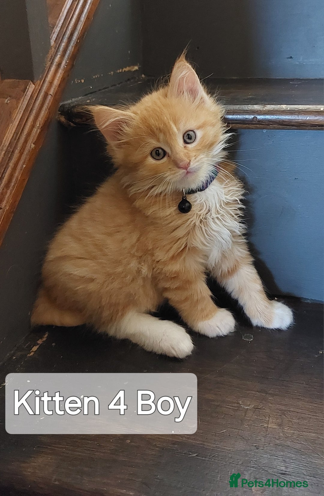 Maine Coon cats for sale: Beautiful Maine Coon x Ragdoll kittens  - Image 4