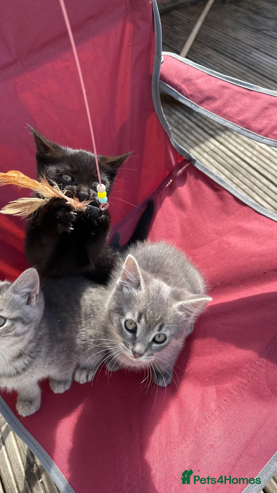 Mixed Breed cats for sale: 3 girl kittens- 2 grey & 1 black  - Advert 1