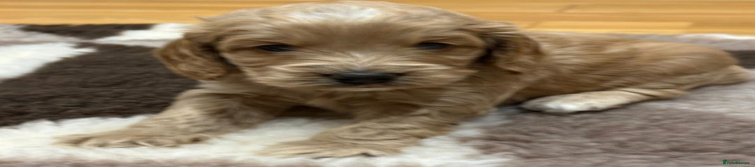 Cockapoo Puppy 1