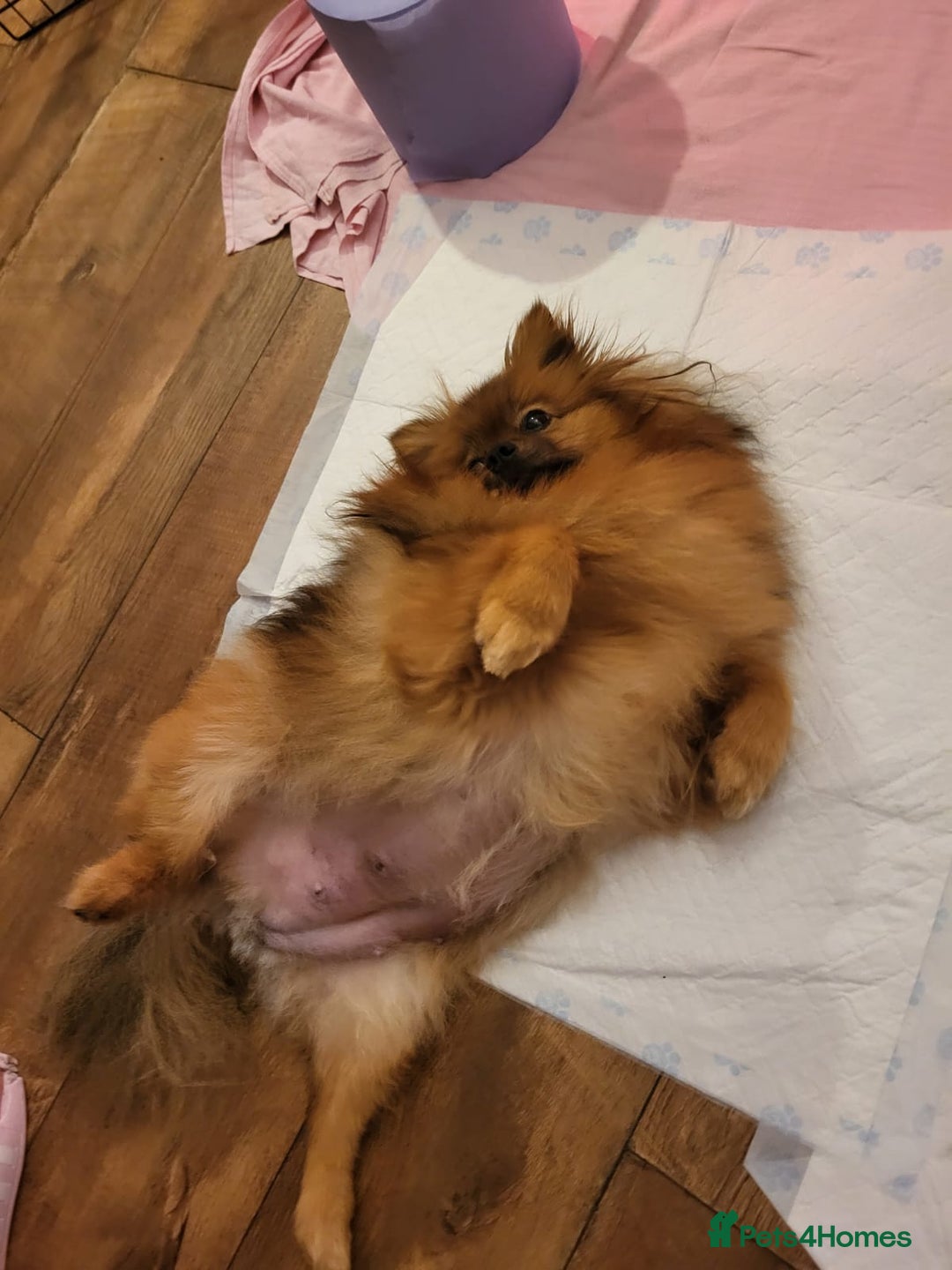 Pomeranian dogs for sale: 3 beautiful black pomeranian boys for sale  - Image 30