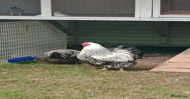 Chickens poultry - Advert 3