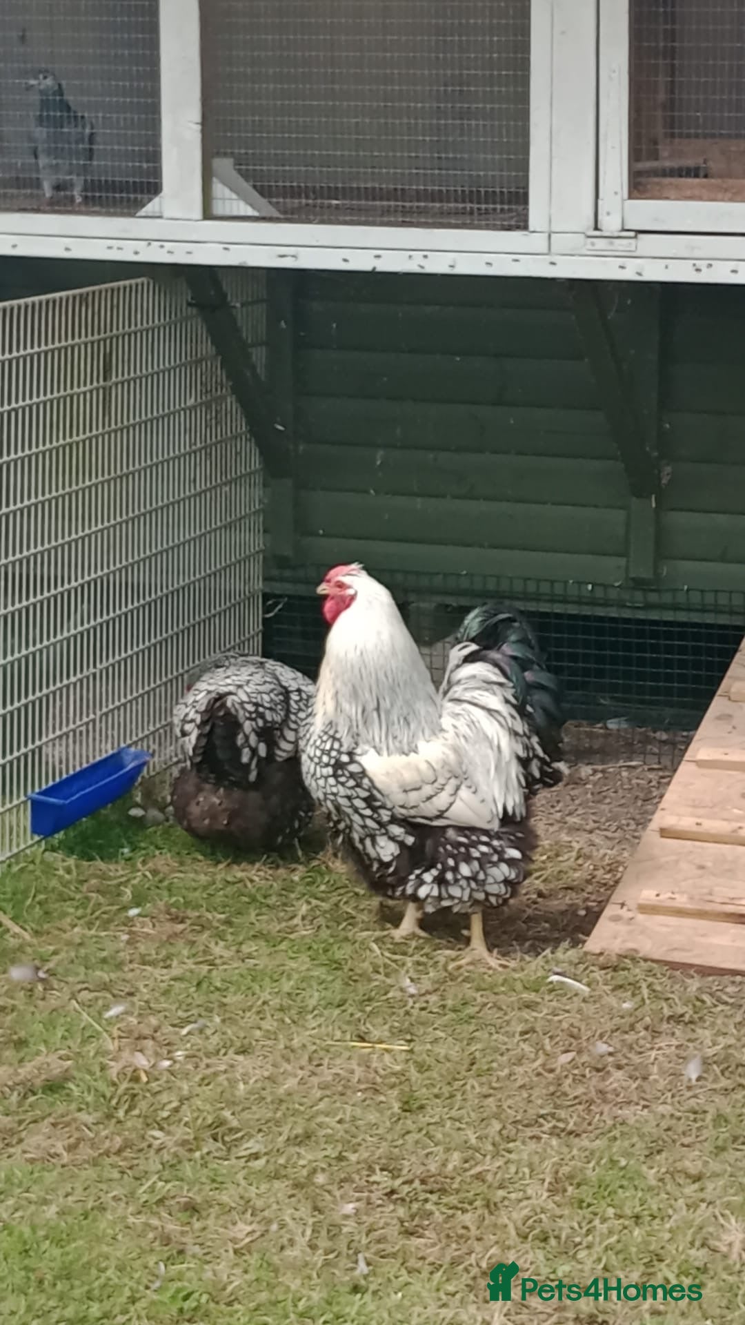 Chickens poultry for sale: Wyandotte pulleys  - Image 2